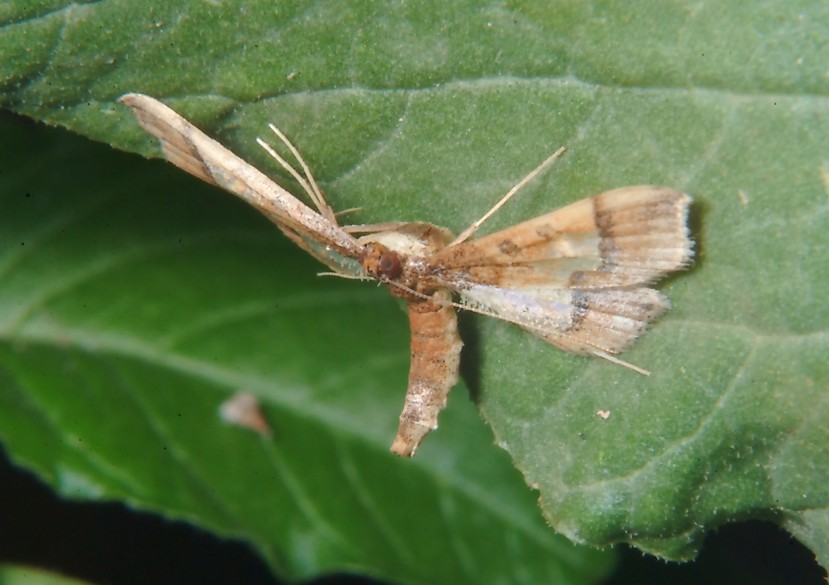 Altri insetti